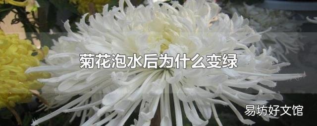 菊花泡水后为什么变绿