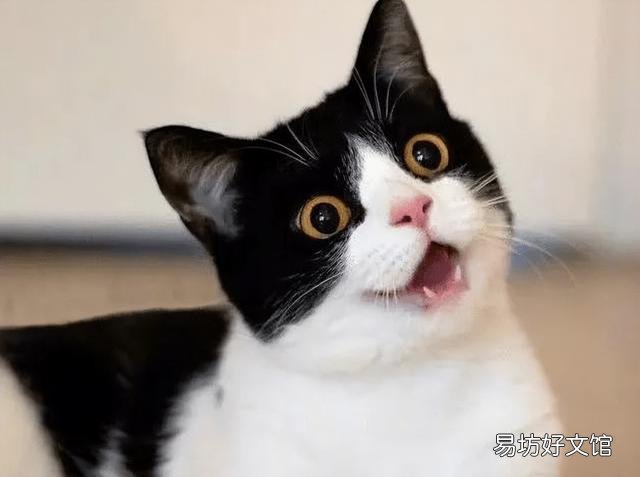 黑白猫与奶牛猫的区别(黑白猫与奶牛猫的区别在哪里)