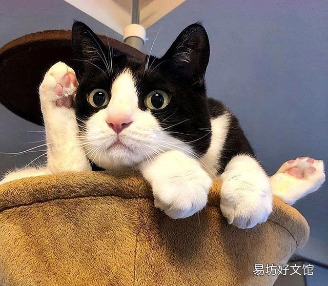 黑白猫与奶牛猫的区别(黑白猫与奶牛猫的区别在哪里)