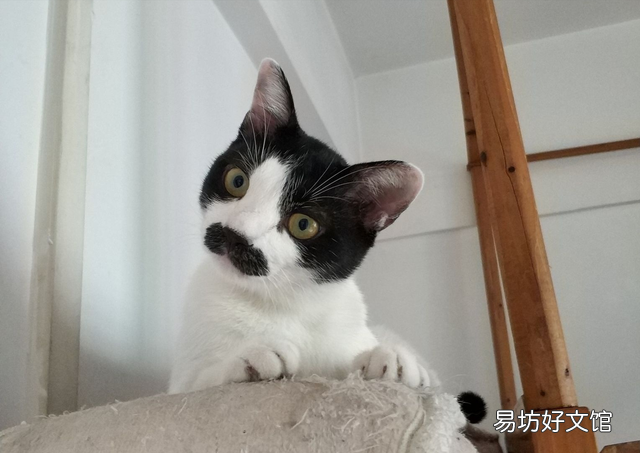 黑白猫与奶牛猫的区别(黑白猫与奶牛猫的区别在哪里)