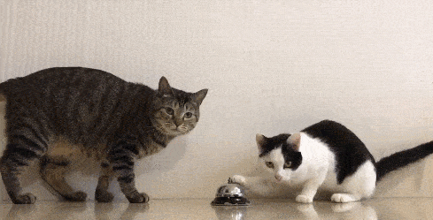 黑白猫与奶牛猫的区别(黑白猫与奶牛猫的区别在哪里)