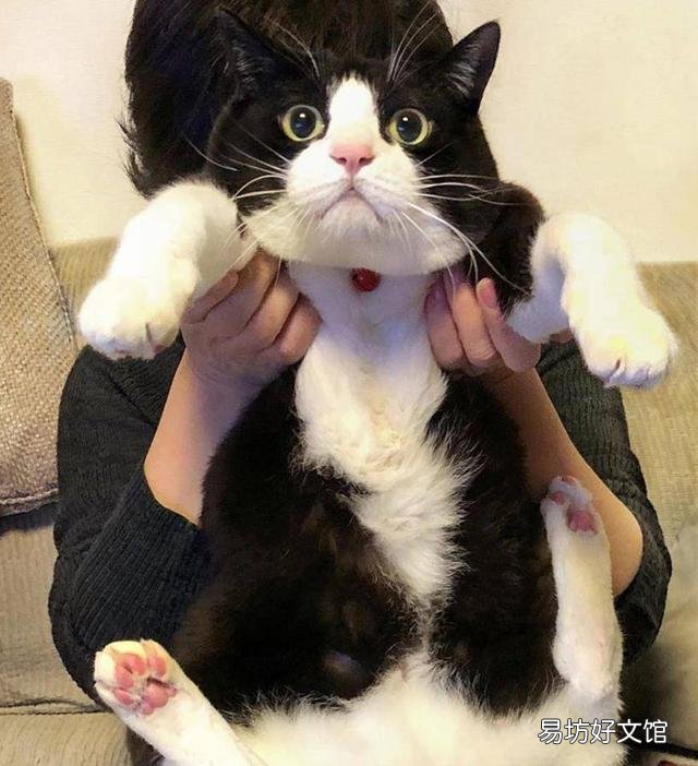 黑白猫与奶牛猫的区别(黑白猫与奶牛猫的区别在哪里)