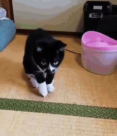 黑白猫与奶牛猫的区别(黑白猫与奶牛猫的区别在哪里)