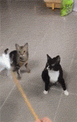 黑白猫与奶牛猫的区别(黑白猫与奶牛猫的区别在哪里)