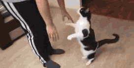 黑白猫与奶牛猫的区别(黑白猫与奶牛猫的区别在哪里)
