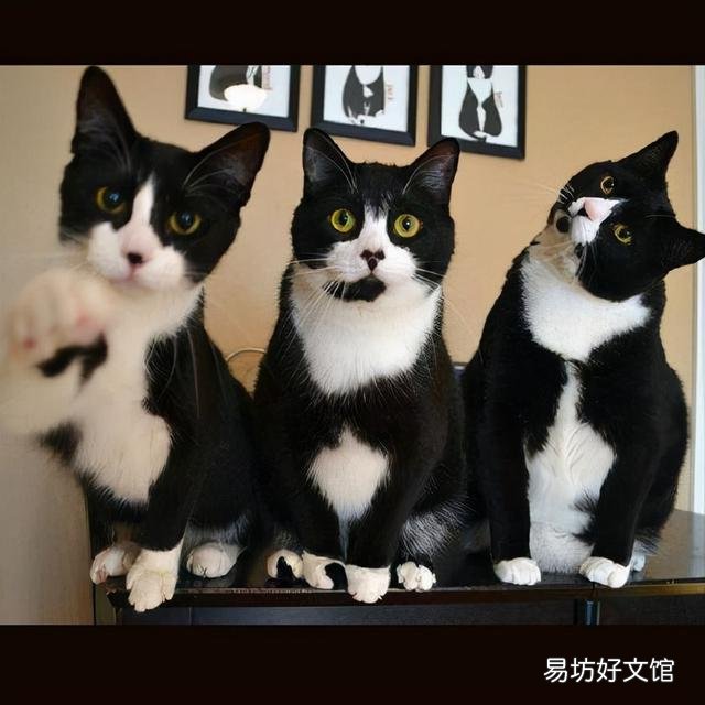 黑白猫与奶牛猫的区别(黑白猫与奶牛猫的区别在哪里)