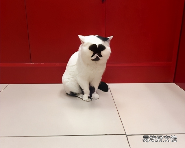黑白猫与奶牛猫的区别(黑白猫与奶牛猫的区别在哪里)