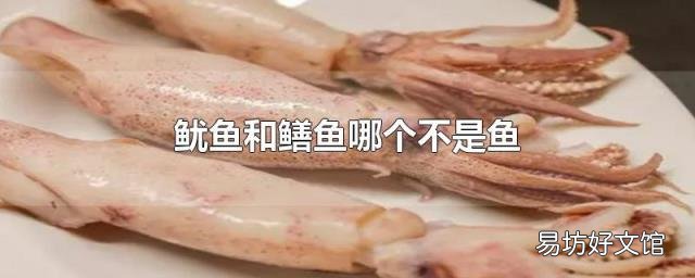 鱿鱼和鳝鱼哪个不是鱼