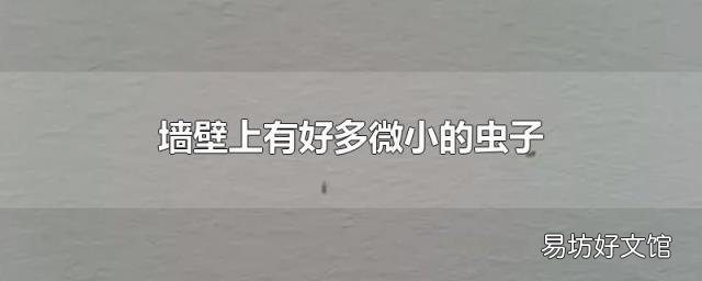 墙壁上有好多微小的虫子
