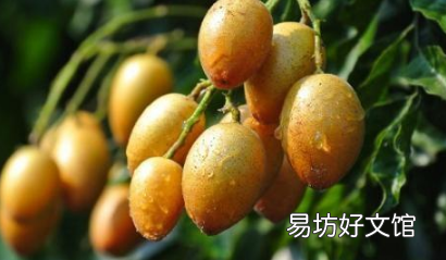黄皮果营养价值为什么这么高 黄皮果有什么功效