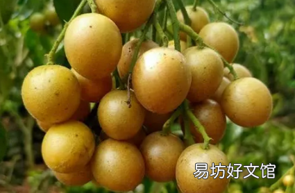 黄皮果营养价值为什么这么高 黄皮果有什么功效