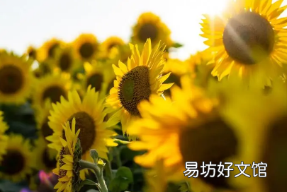 今年四伏天从什么时候开始 为什么今年有四伏2022