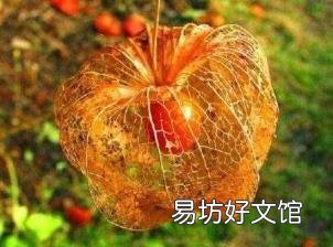 东北水果有哪些水果图片 东北水果