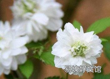 花开荼蘼什么意思 荼靡是什么意思