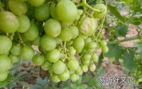 野猕猴桃根抗肿瘤偏方 葡萄根