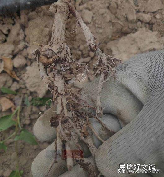 野猕猴桃根抗肿瘤偏方 葡萄根