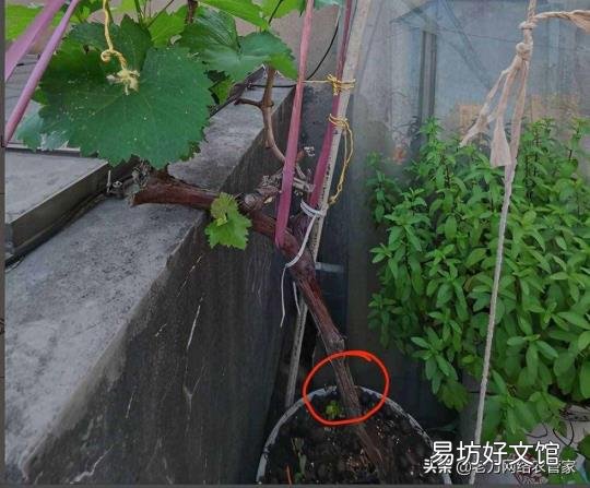 野猕猴桃根抗肿瘤偏方 葡萄根
