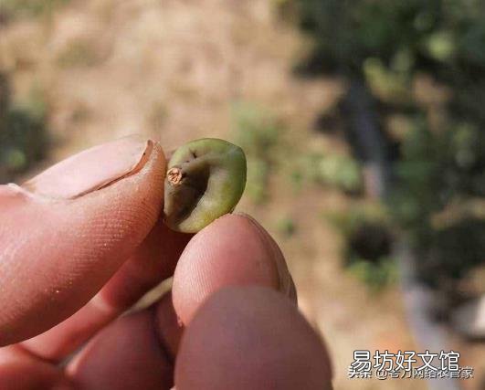 野猕猴桃根抗肿瘤偏方 葡萄根