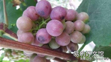 野猕猴桃根抗肿瘤偏方 葡萄根