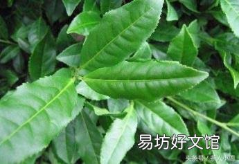 男人长期喝茶会影响性功能吗 铁观音功效与作用