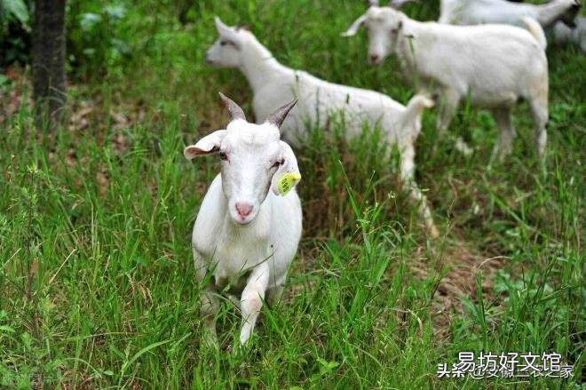 养殖业什么最稳 养羊赚钱吗