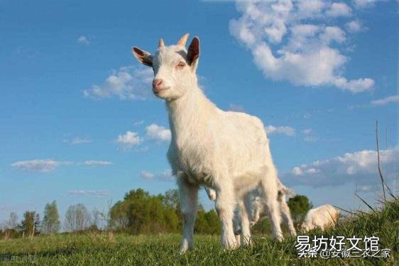 养殖业什么最稳 养羊赚钱吗