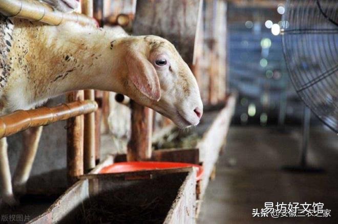 养殖业什么最稳 养羊赚钱吗