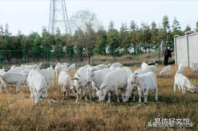 养殖业什么最稳 养羊赚钱吗