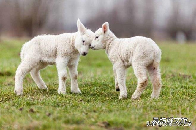 养殖业什么最稳 养羊赚钱吗