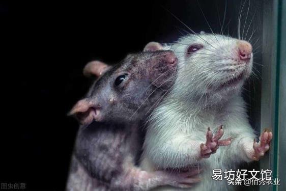 家庭灭鼠最有效的方法 灭鼠好方法
