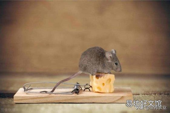 家庭灭鼠最有效的方法 灭鼠好方法
