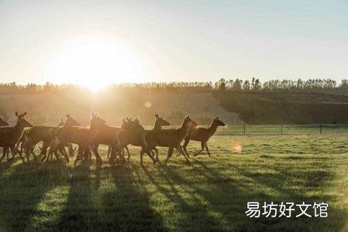 鹿肉食谱大全 鹿肉的做法大全