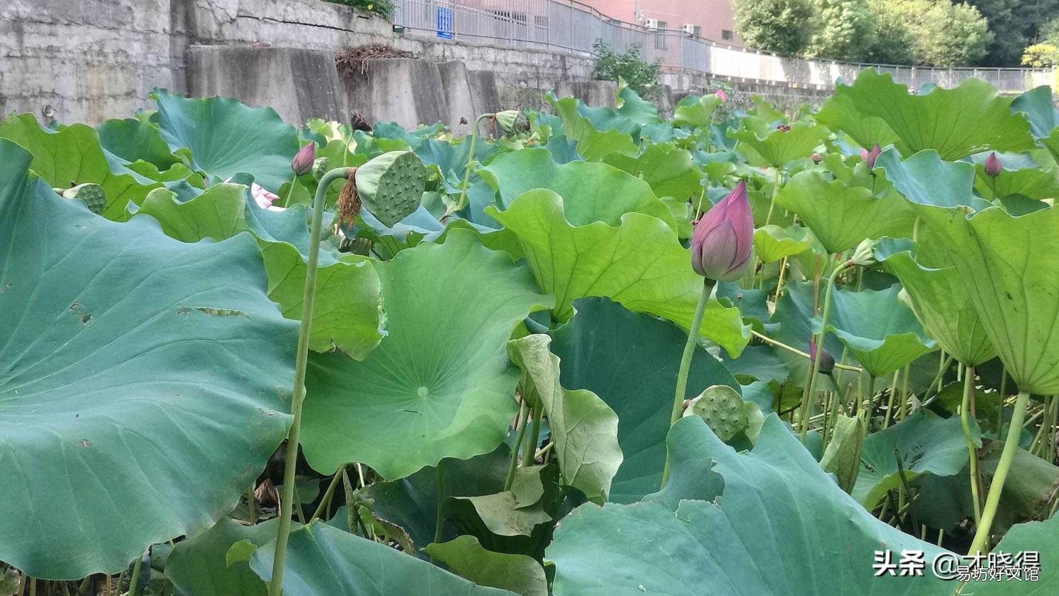 行万里路不如阅人无数下一句 读万卷书不如行万里路行万里路不如阅人无数