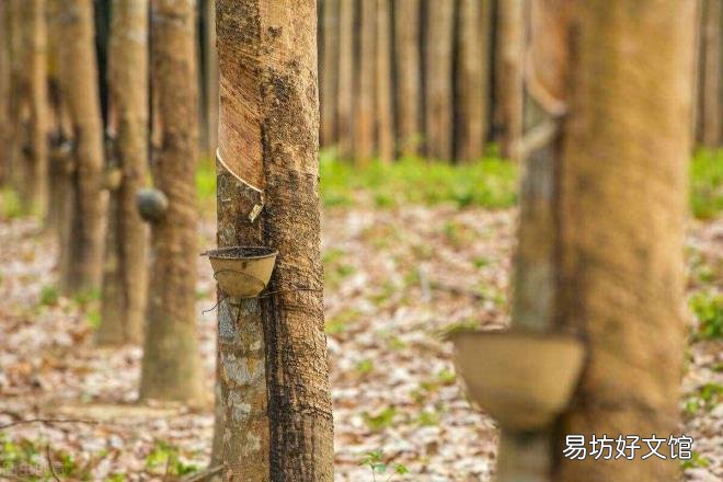 国际橡胶价格走势k线 天然橡胶行情