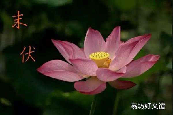 末伏是几月几号2022年 末伏是出伏了吗