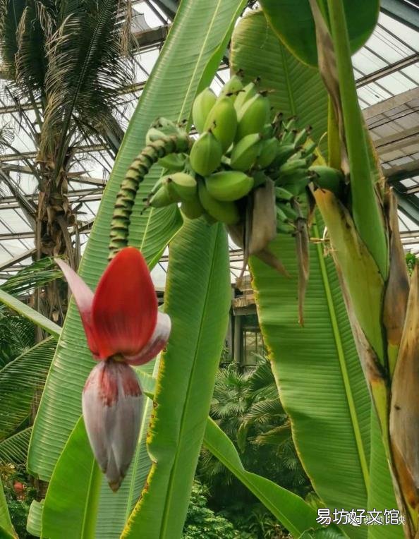兰花栽种最佳季节 纹瓣兰