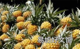 吃菠萝舌头刺痛是什么原因 菠萝为什么要用盐水泡一下