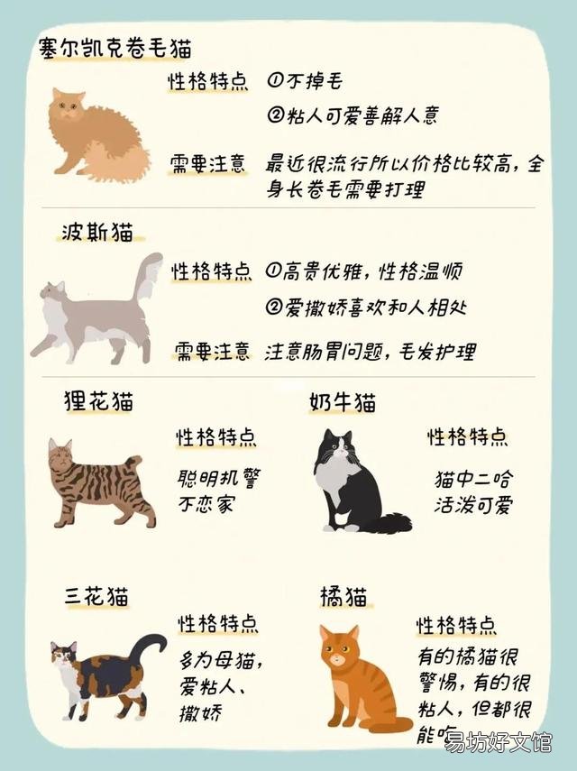 什么猫适合新手女生养(新手女生养什么猫好)