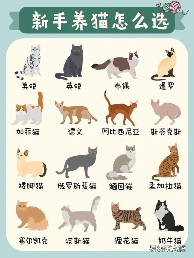 什么猫适合新手女生养(新手女生养什么猫好)