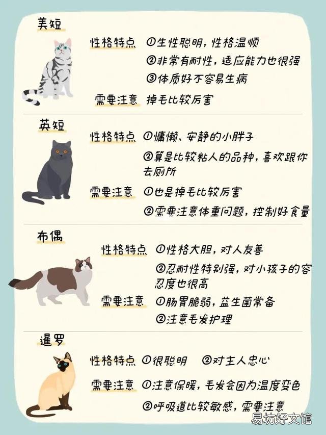 什么猫适合新手女生养(新手女生养什么猫好)