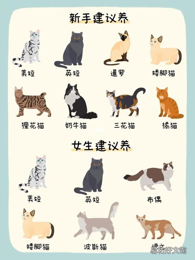 什么猫适合新手女生养(新手女生养什么猫好)