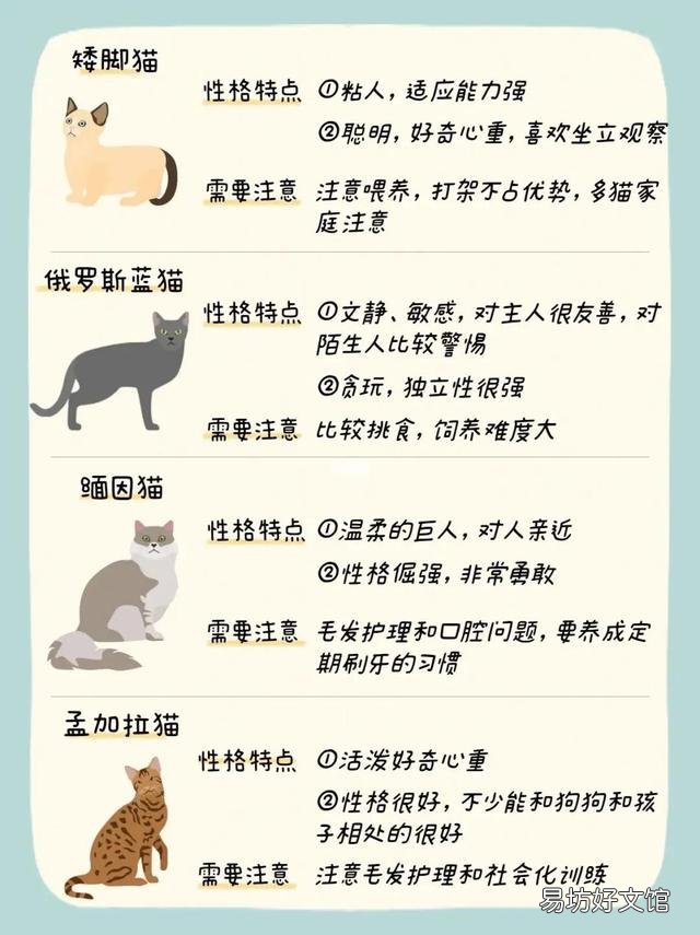 什么猫适合新手女生养(新手女生养什么猫好)