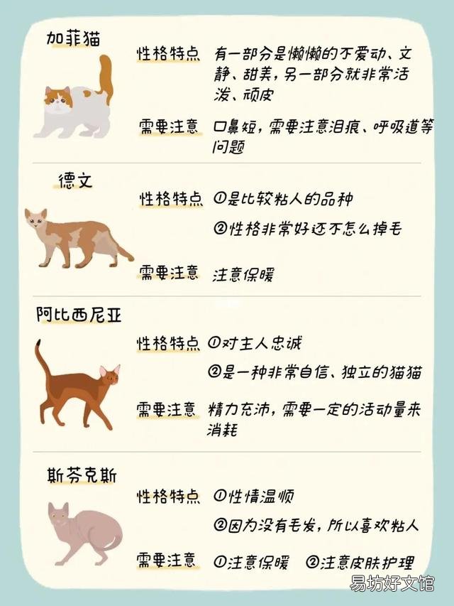 什么猫适合新手女生养(新手女生养什么猫好)