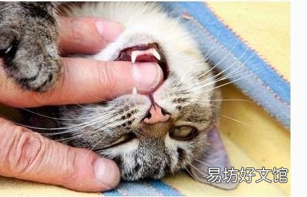 被猫抓了要打狂犬疫苗吗(被猫抓伤需要打狂犬疫苗吗)