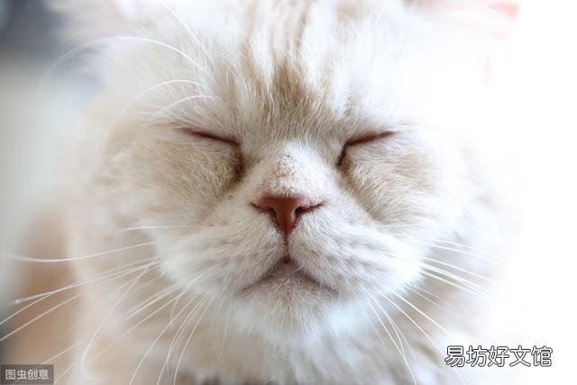 猫咪大便正常但是带血(猫咪大便正常但是带血怎么治疗)