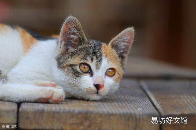 猫咪大便正常但是带血(猫咪大便正常但是带血怎么治疗)
