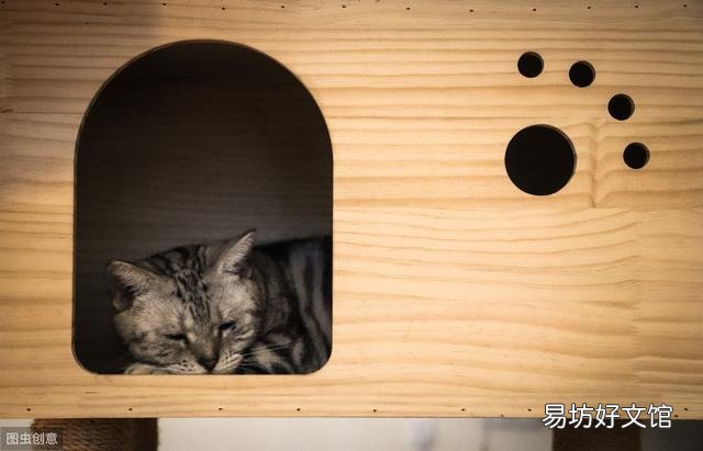 猫咪大便正常但是带血(猫咪大便正常但是带血怎么治疗)