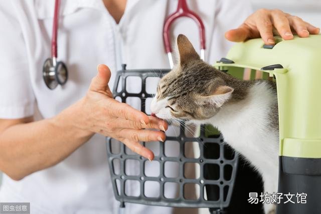 猫咪大便正常但是带血(猫咪大便正常但是带血怎么治疗)