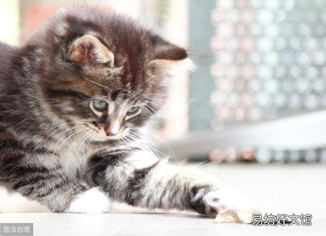 猫咪大便正常但是带血(猫咪大便正常但是带血怎么治疗)