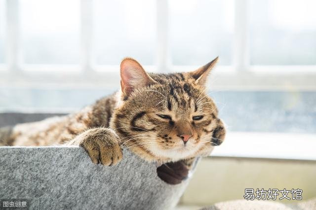 猫咪大便正常但是带血(猫咪大便正常但是带血怎么治疗)